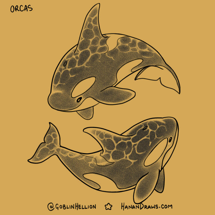 orcas orcas